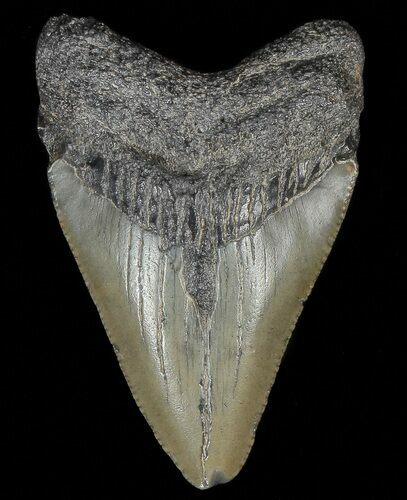 Juvenile Megalodon Tooth #69316